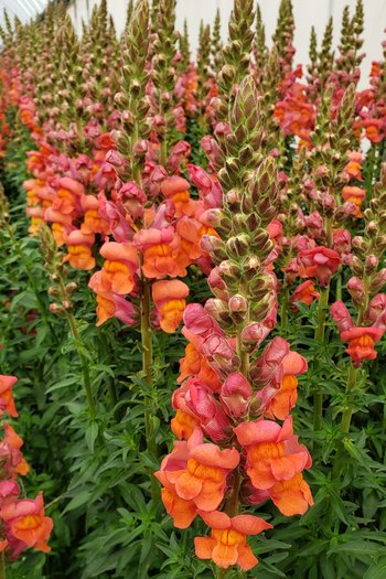 Snapdragon Orange 
